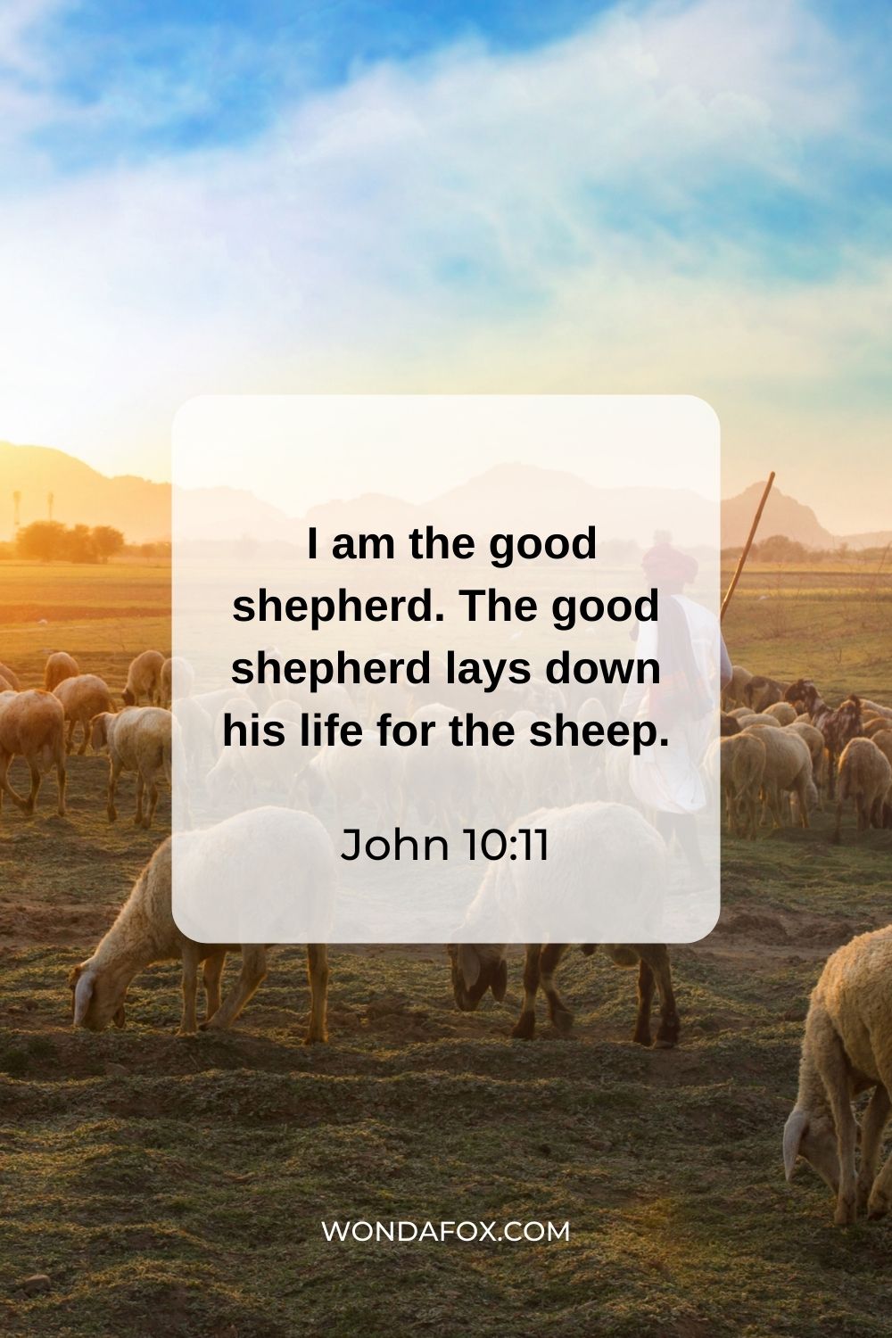  I am the good shepherd. The good shepherd lays down his life for the sheep.