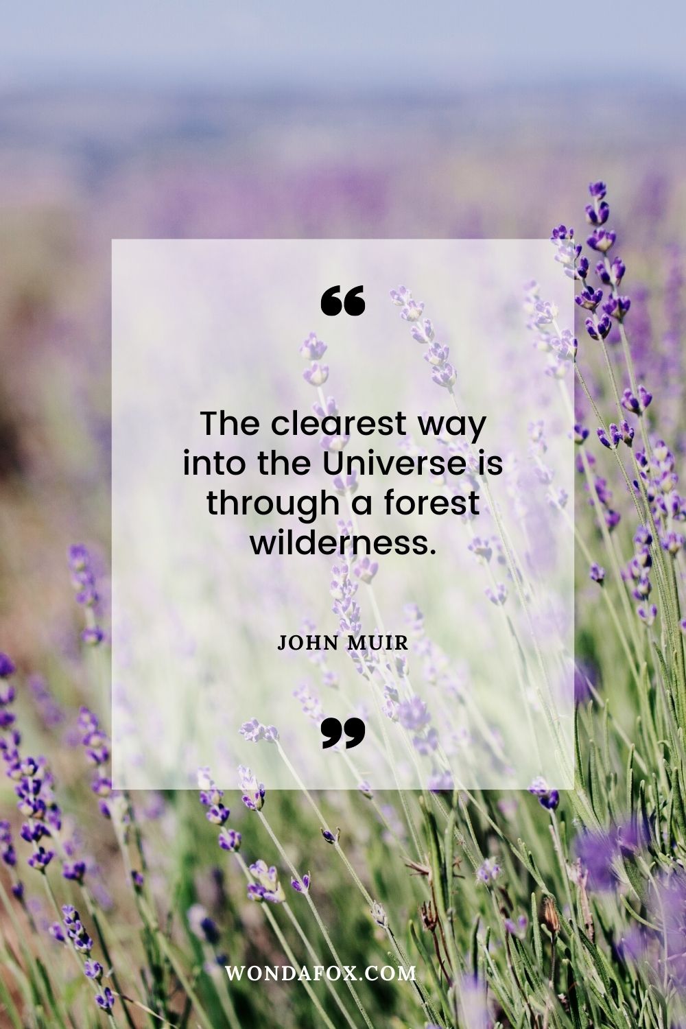 The clearest way into the Universe is through a forest wilderness. Best Nature Quotes