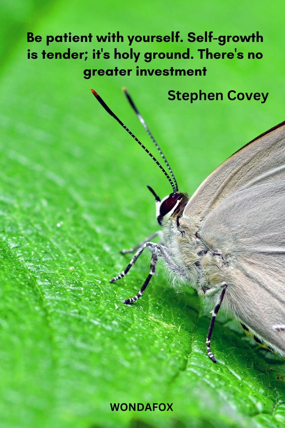 Be patient with yourself. Self-growth is tender; it's holy ground. There's no greater investment
Stephen Covey