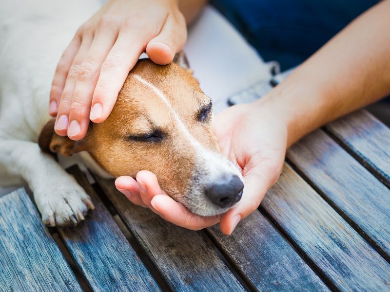 Expert Pet Care Tips for Taking Care of Your Dog