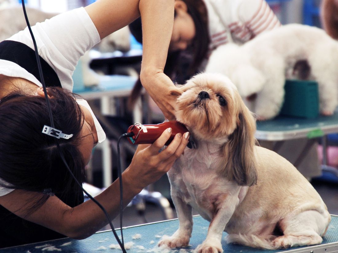 Pamper Your Pet With Mobile Grooming In Dubai: Uncover The Benefits