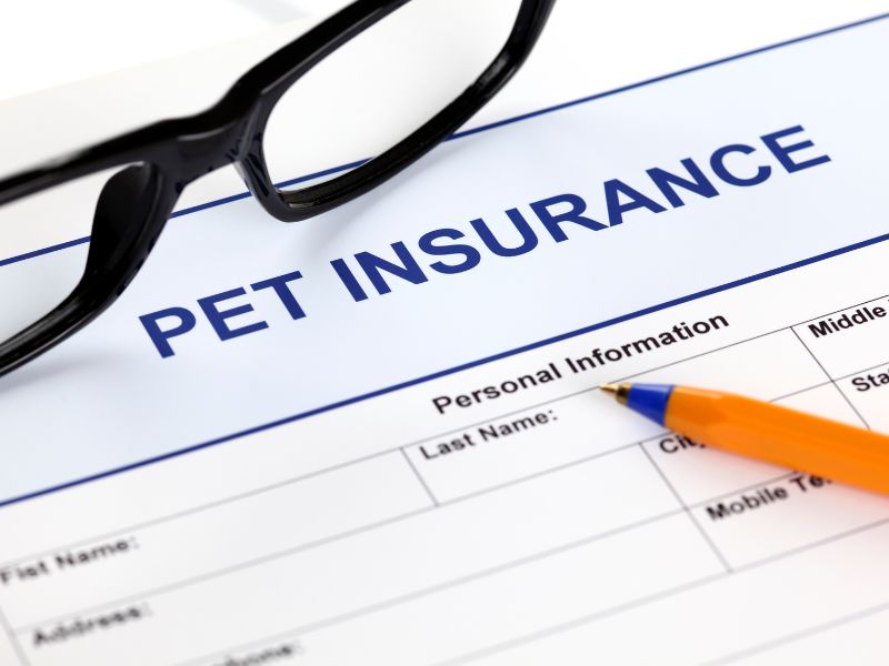 13 Questions To Ask Your Pet Insurance Provider Before You Buy A Policy