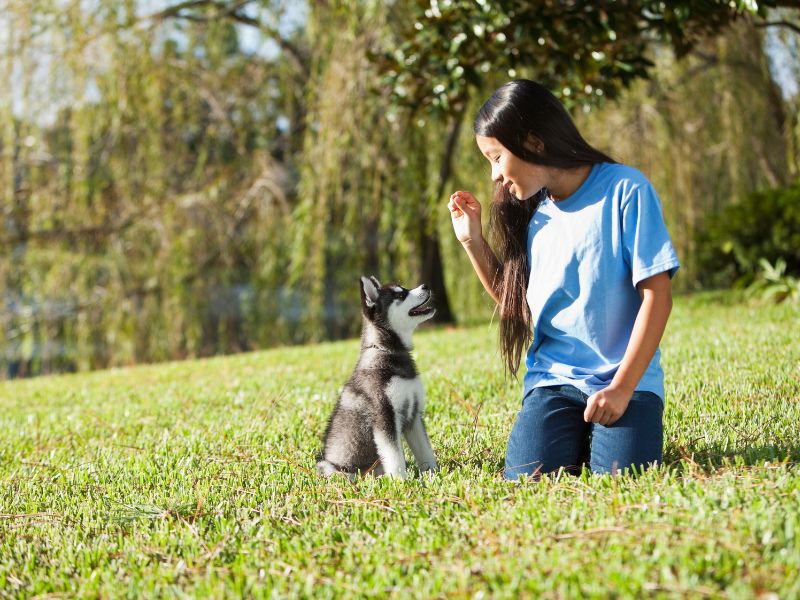 6 Tips to Start Training Your Puppy Obedience